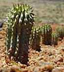 Hoodia_Cactus